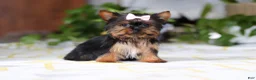 Yorkshire Terrier dogs for sale: Bella - Ad 1