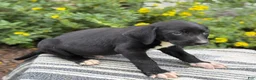 Mixed Breed dogs for sale: Griff - Ad 10