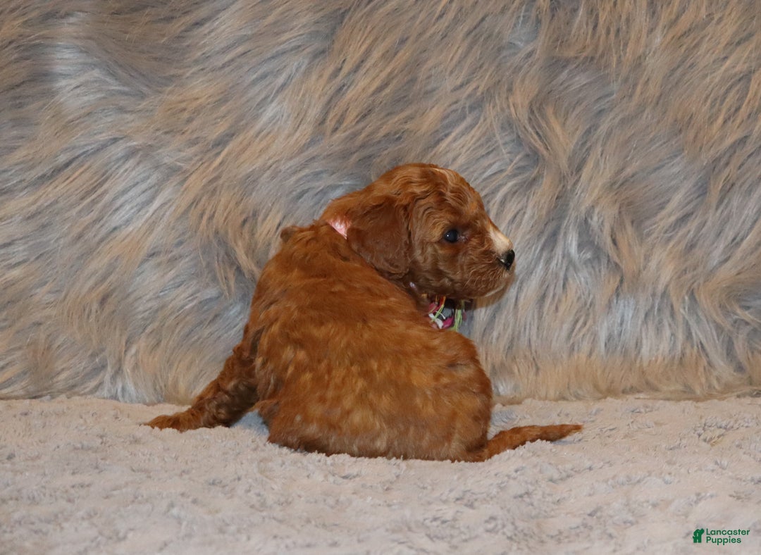 Mini Goldendoodle dogs for sale: Willow 🌷👨‍👨‍👧‍👦💞🐕 - Ad 13