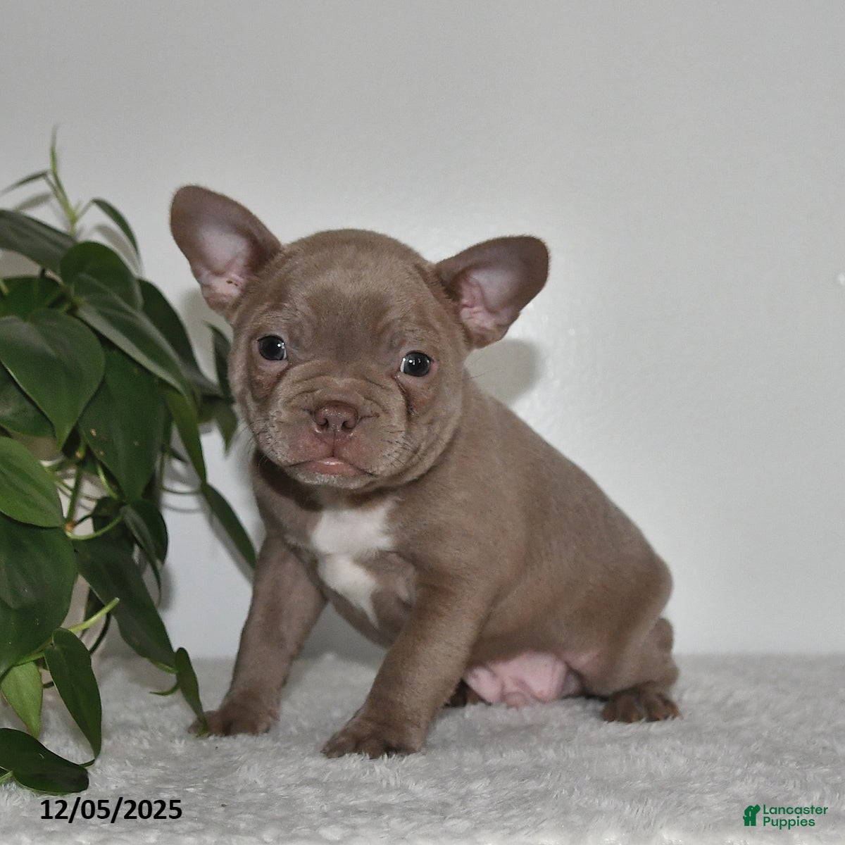 Frenchton dogs Denver - Ad 37
