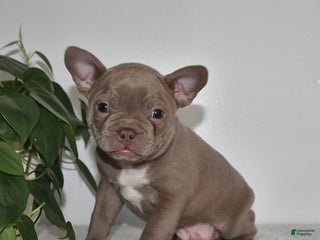 Frenchton dogs Denver - Ad 9