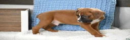 Boxer dogs for sale: Duke - Ad 4
