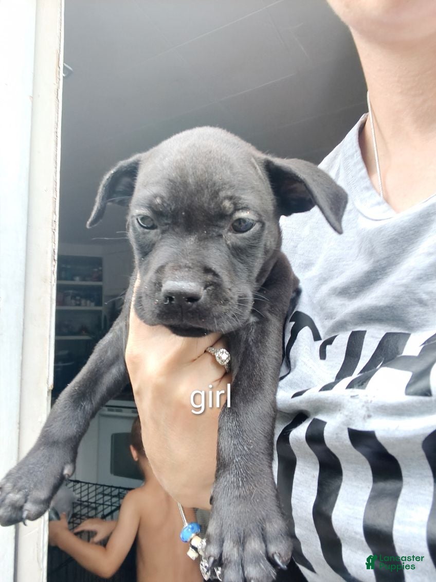 Mixed Breed dogs Mixed Breed 8 - Ad 12