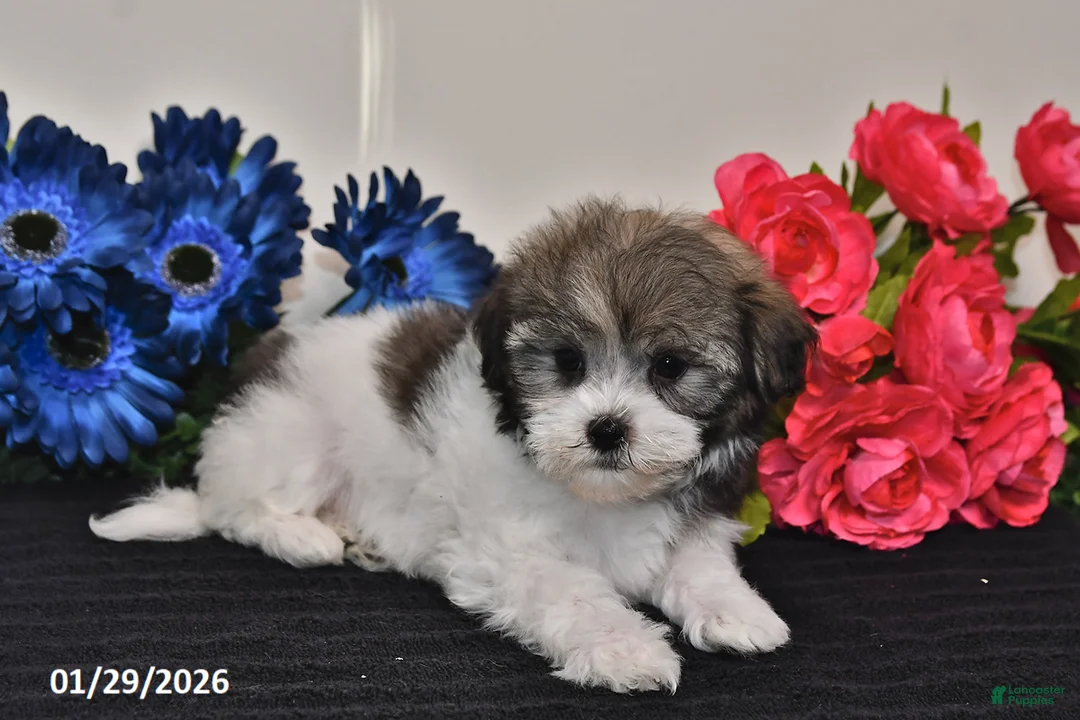 Havanese dogs for sale: Tinker - Ad 4