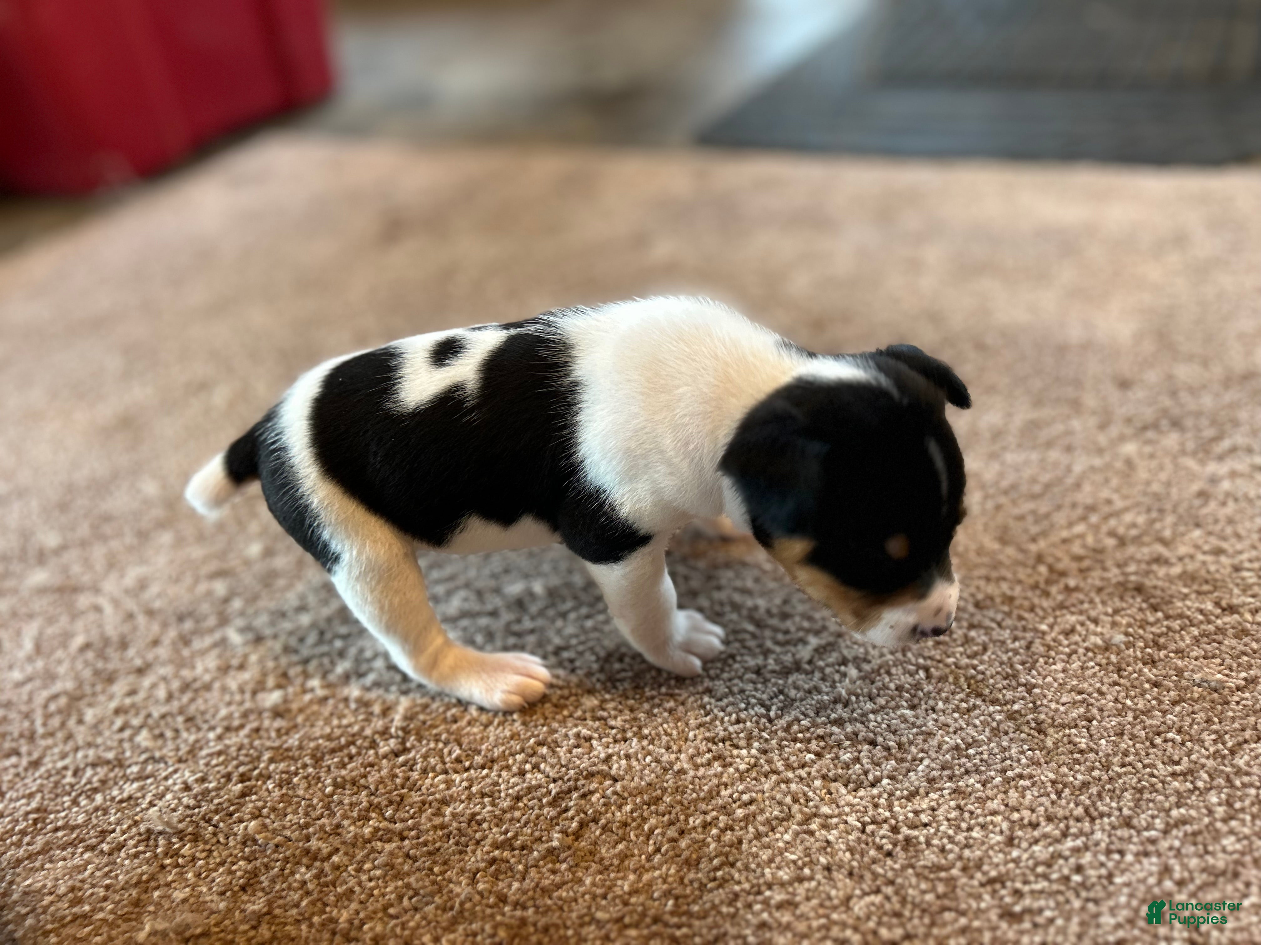 Rat Terrier dogs Old Dominion terrier Spark  - Ad 4