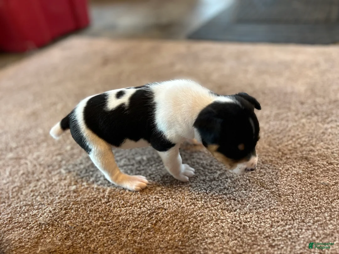 Rat Terrier dogs for sale: Old Dominion terrier Spark  - Ad 1