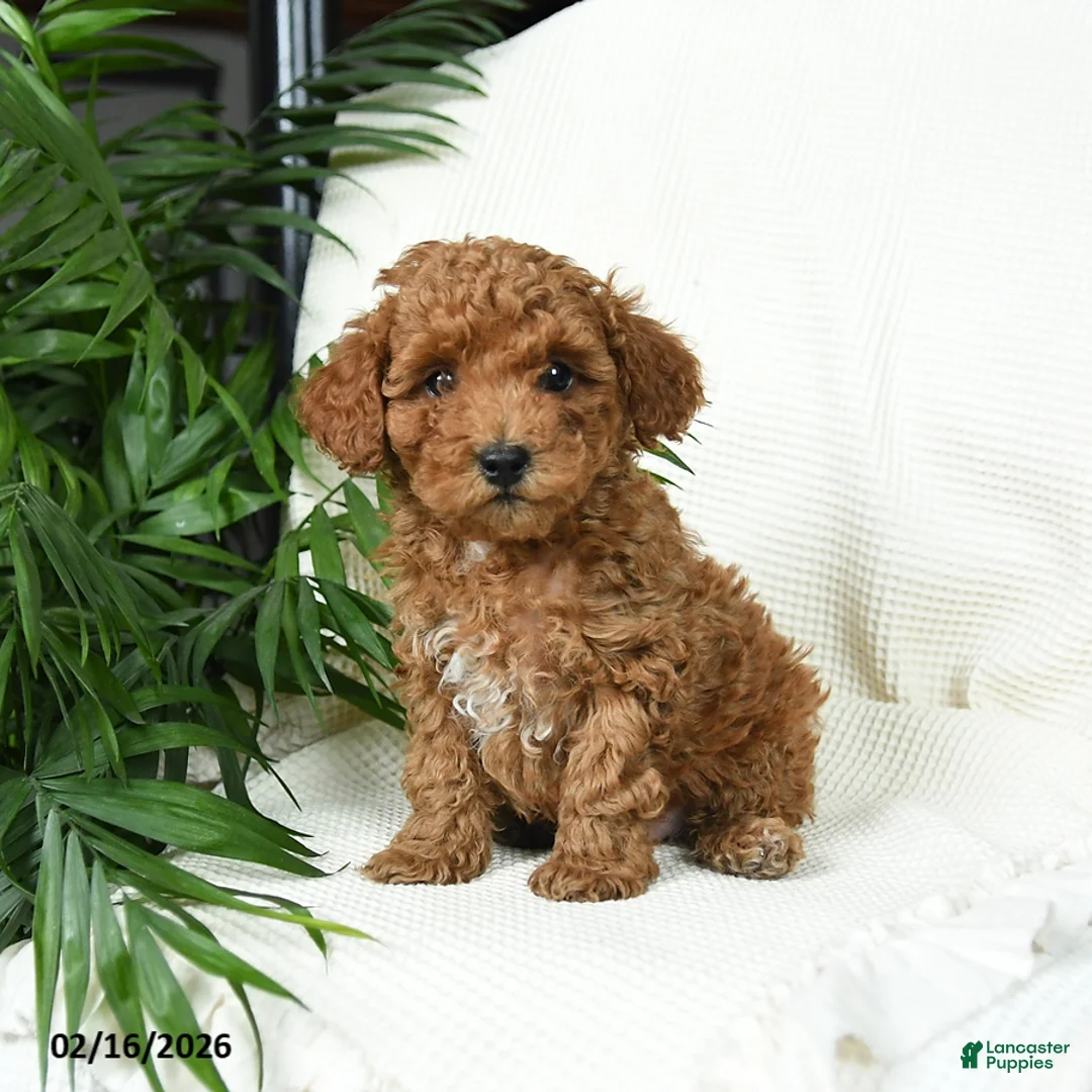 Toy Poodle dogs for sale: Timber - Ad 2