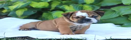 English Bulldog dogs for sale: Roger - Ad 4