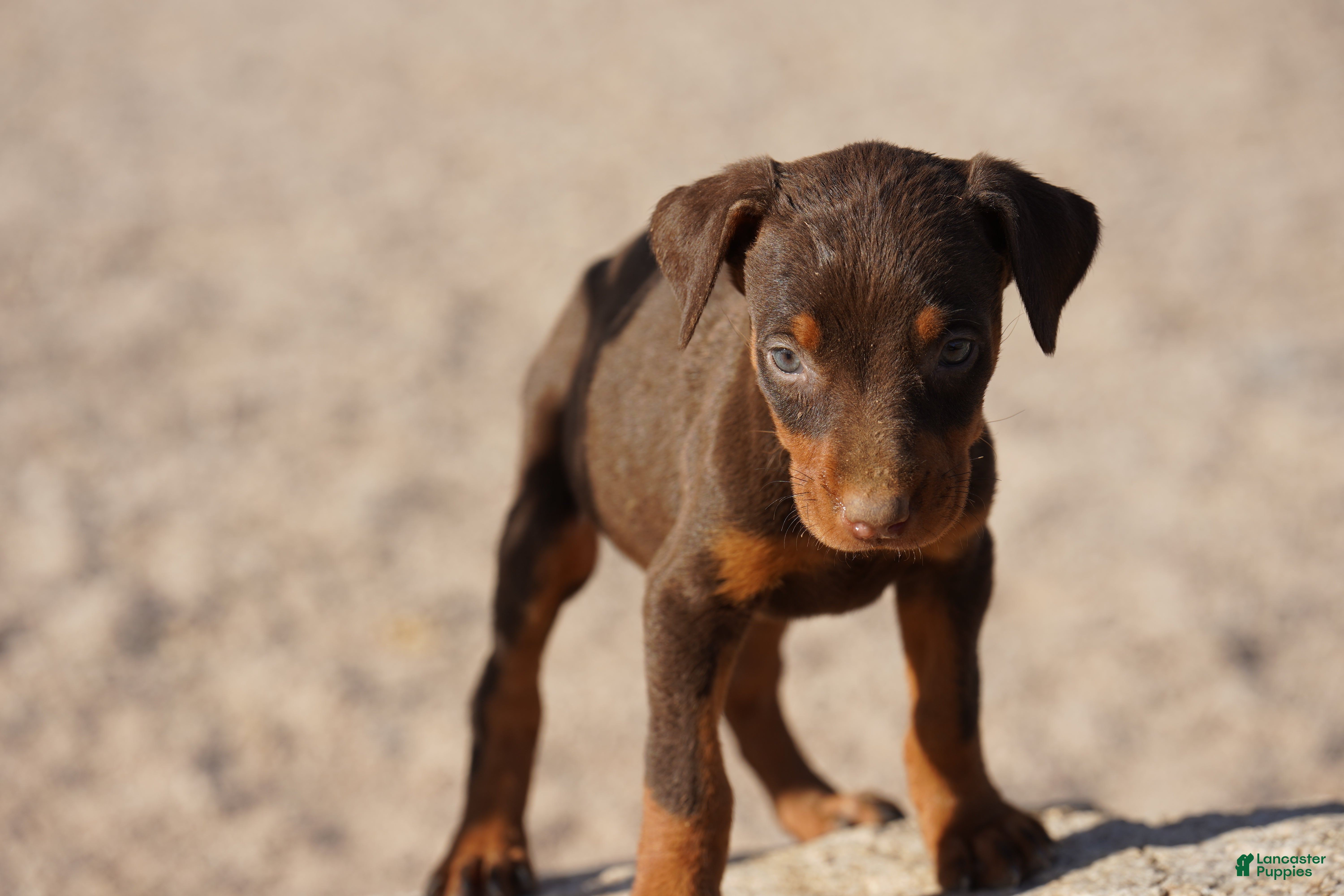 Doberman Pinscher dogs Sara F 2 - Ad 3