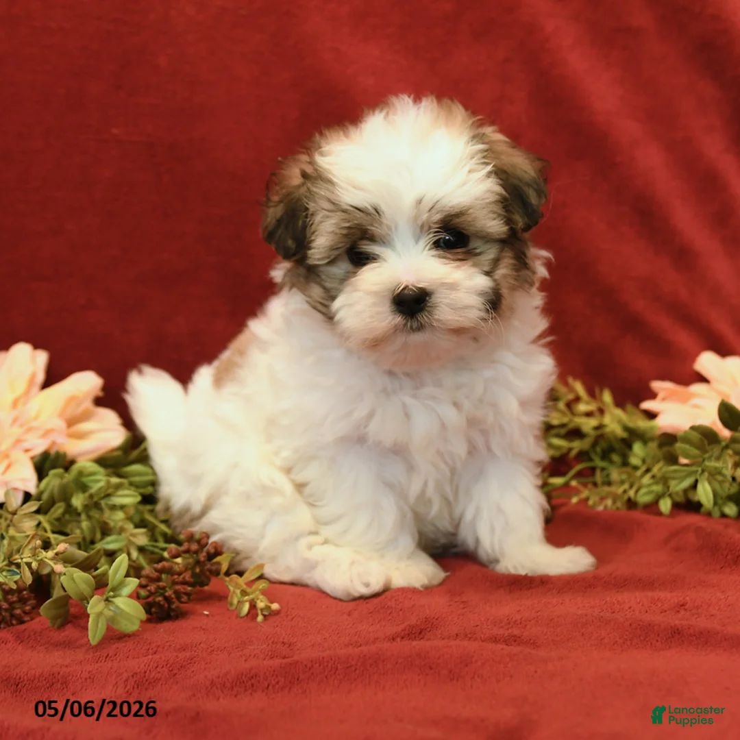 Maltipoo dogs for sale: Bonnie - Ad 1