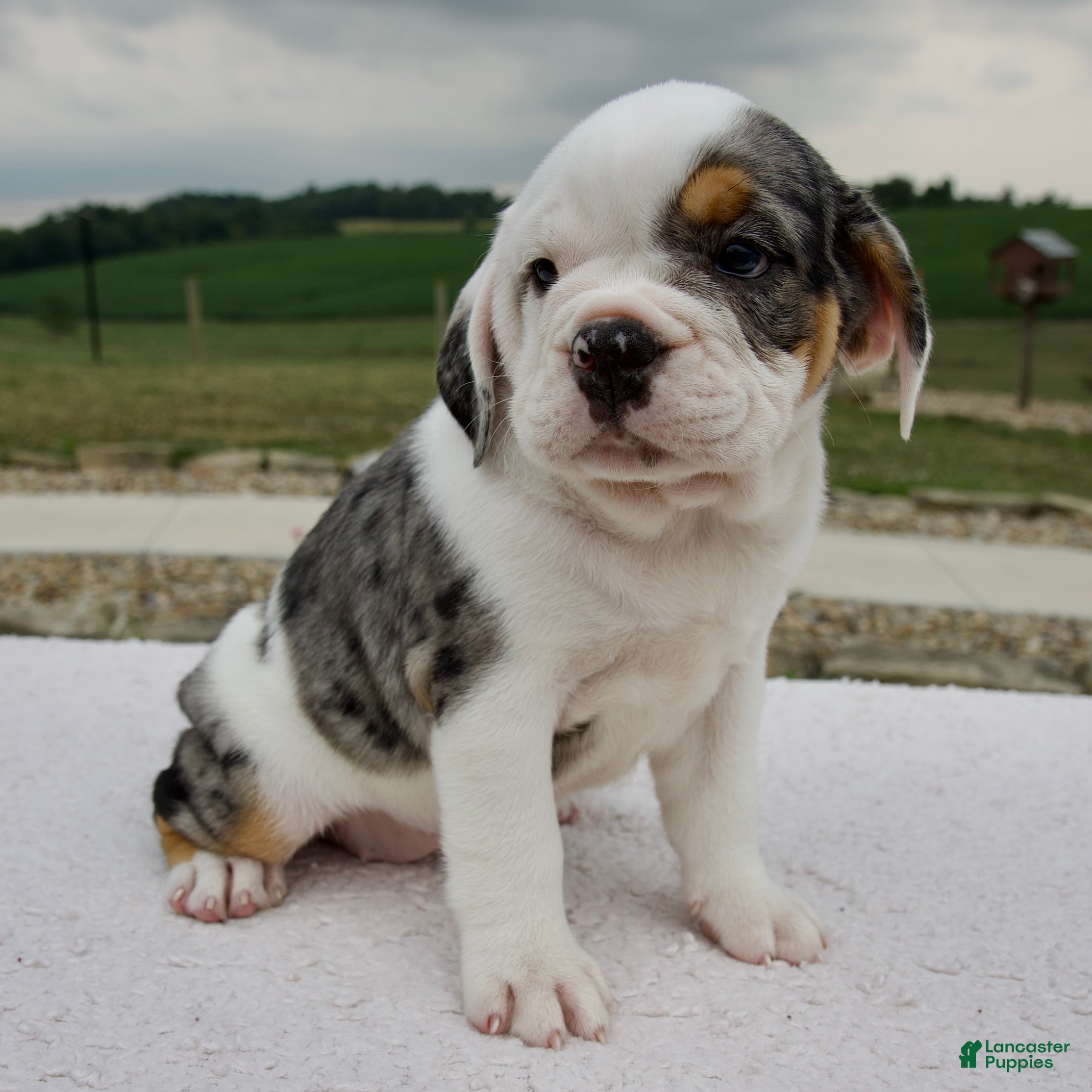 Beabull dogs Alice - Ad 2