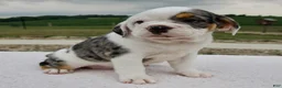 Beabull dogs for sale: Alice - Ad 2