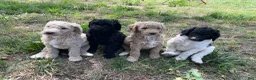 Standard Poodle dogs for sale: Standard Poodle 4 - Ad 3