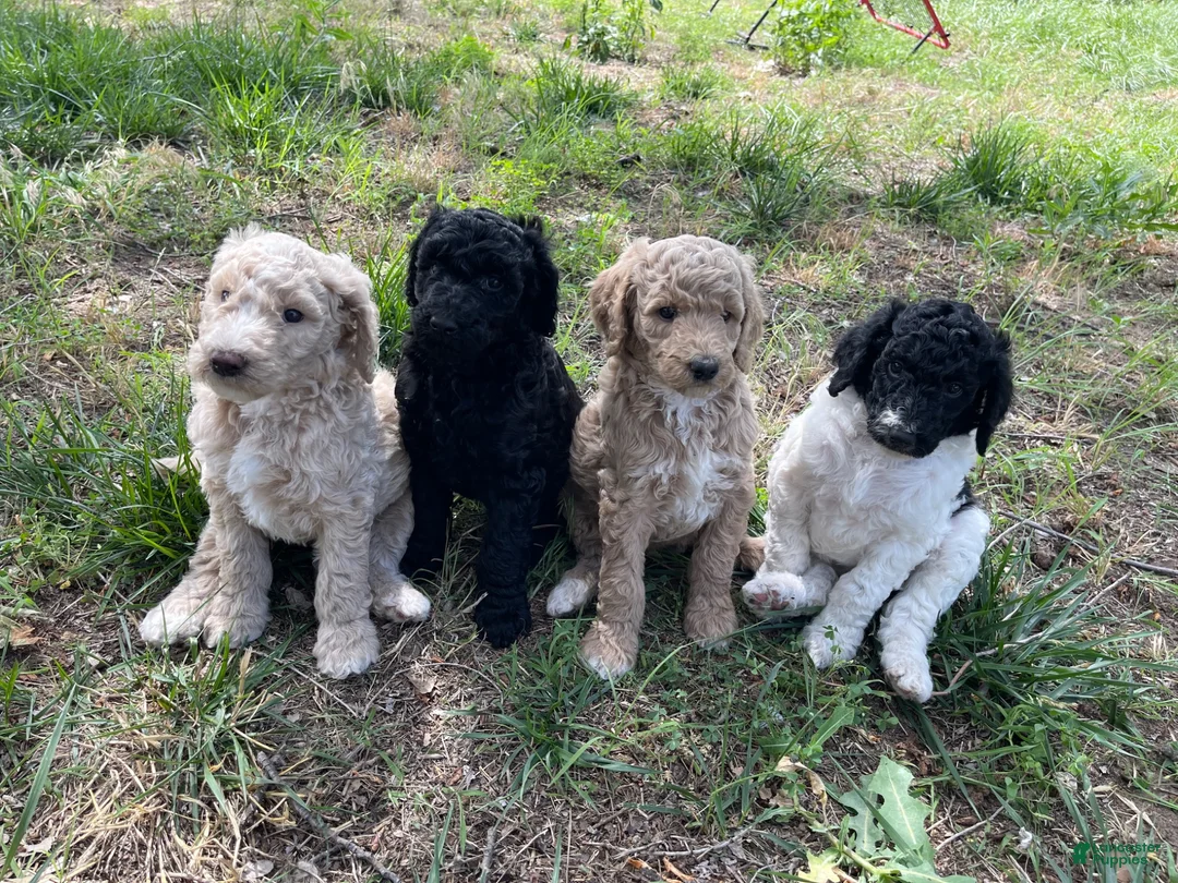 Standard Poodle dogs for sale: Standard Poodle 4 - Ad 3