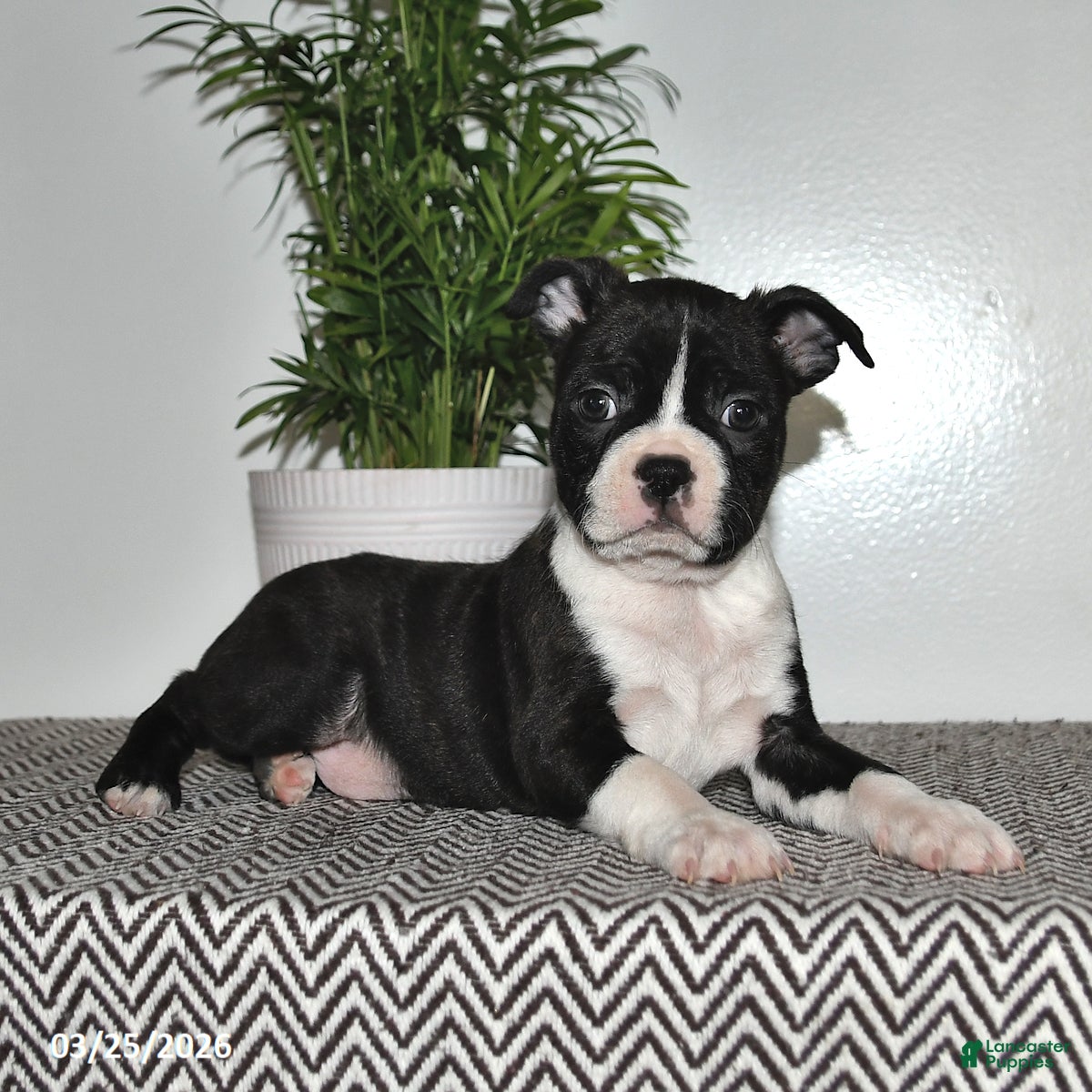 Boston Terrier dogs Preston - Ad 1