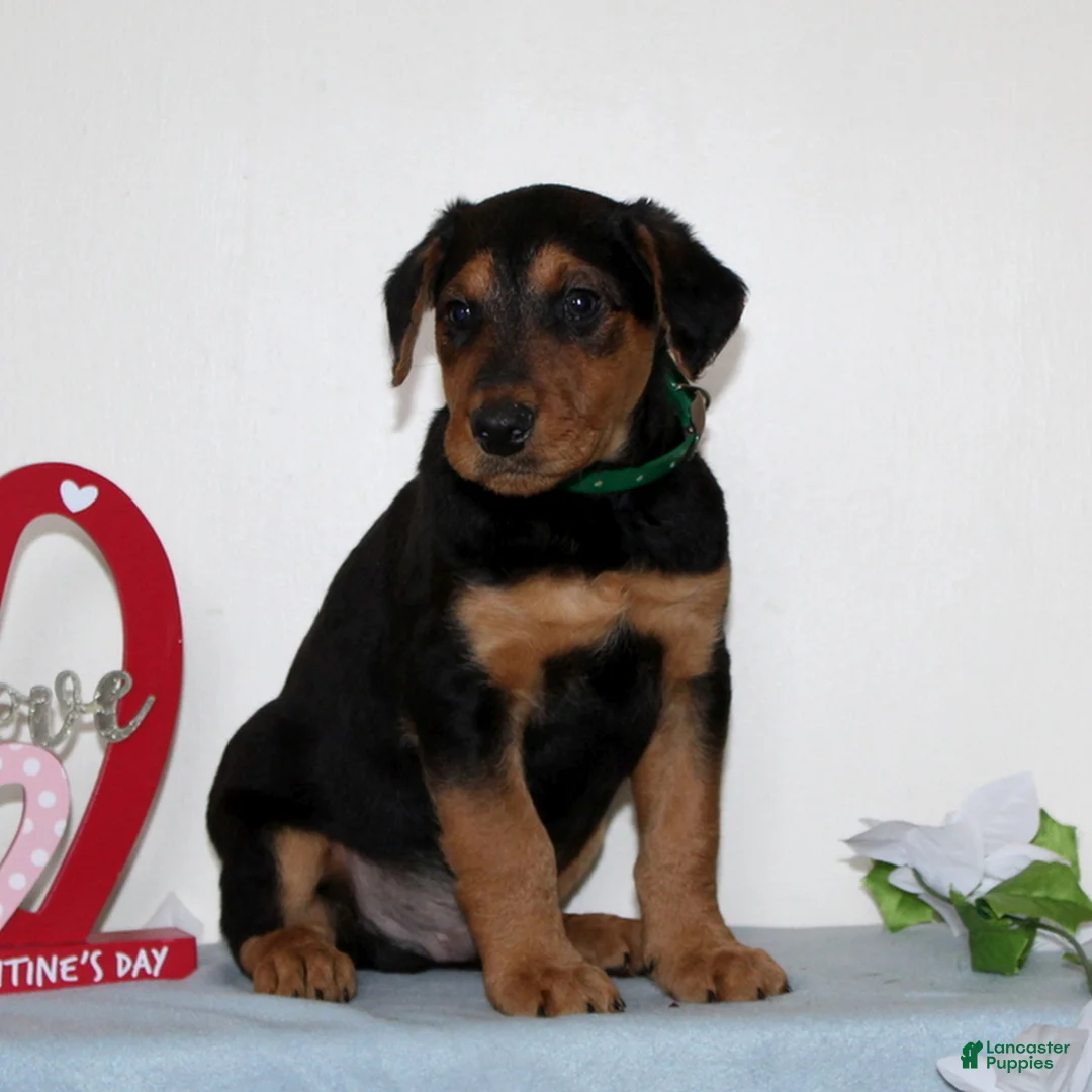 Airedale Terrier dogs for sale: Scamper  - Ad 3