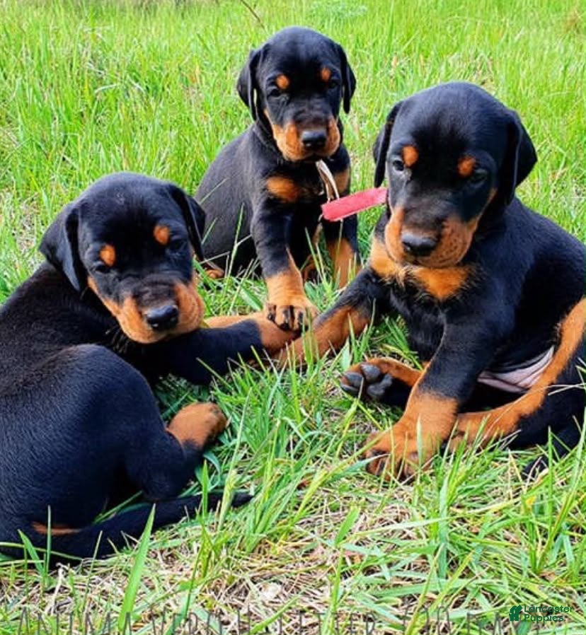 Doberman Pinscher dogs Doberman Pinscher 4 - Ad 39