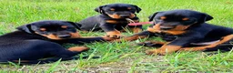 Doberman Pinscher dogs for sale: Doberman Pinscher 4 - Ad 1
