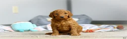 Goldendoodle dogs for sale: Milo F1b - Ad 6