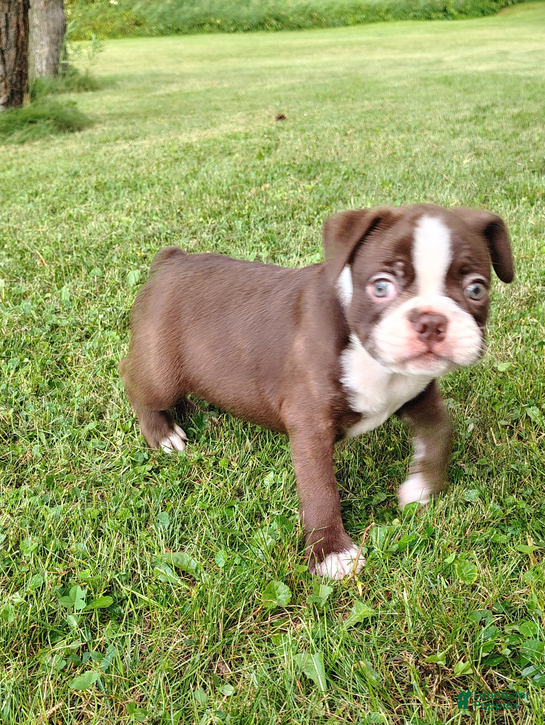 Boston Terrier dogs Mocha  - Ad 2