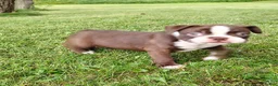 Boston Terrier dogs for sale: Mocha  - Ad 2