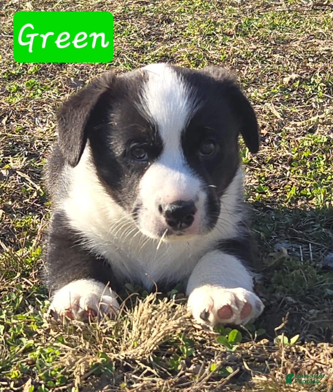 Welsh Corgi Cardigan dogs for sale: Welsh Corgi Cardigan Puppy 1 - Ad 1