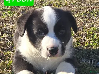 Welsh Corgi Cardigan dogs for sale: Welsh Corgi Cardigan Puppy 1 - Ad 4