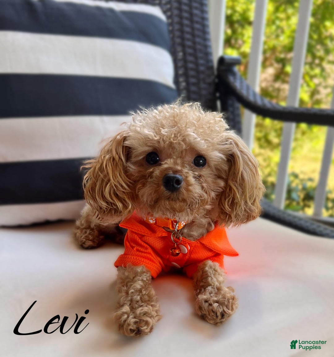 Toy Poodle dogs for sale: Toy Poodle Puppy 1 - Ad 5