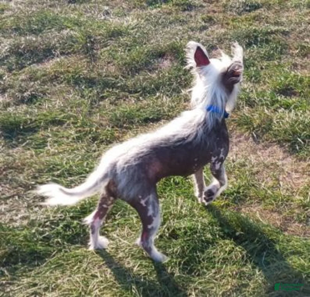 Chinese Crested dogs for sale: Zara - Ad 2
