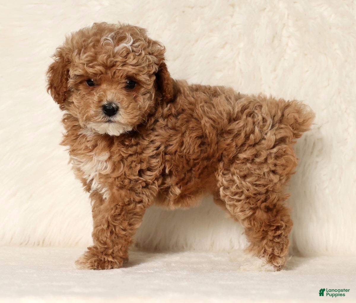 Cockapoo dogs Nancy - Ad 4