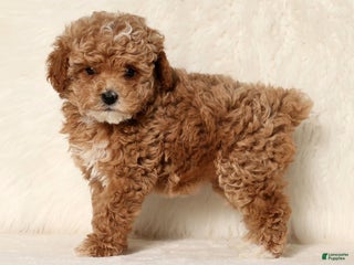 Cockapoo dogs Nancy - Ad 25