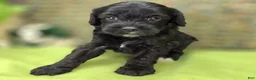 Cavapoo dogs for sale: Trigger - Ad 20
