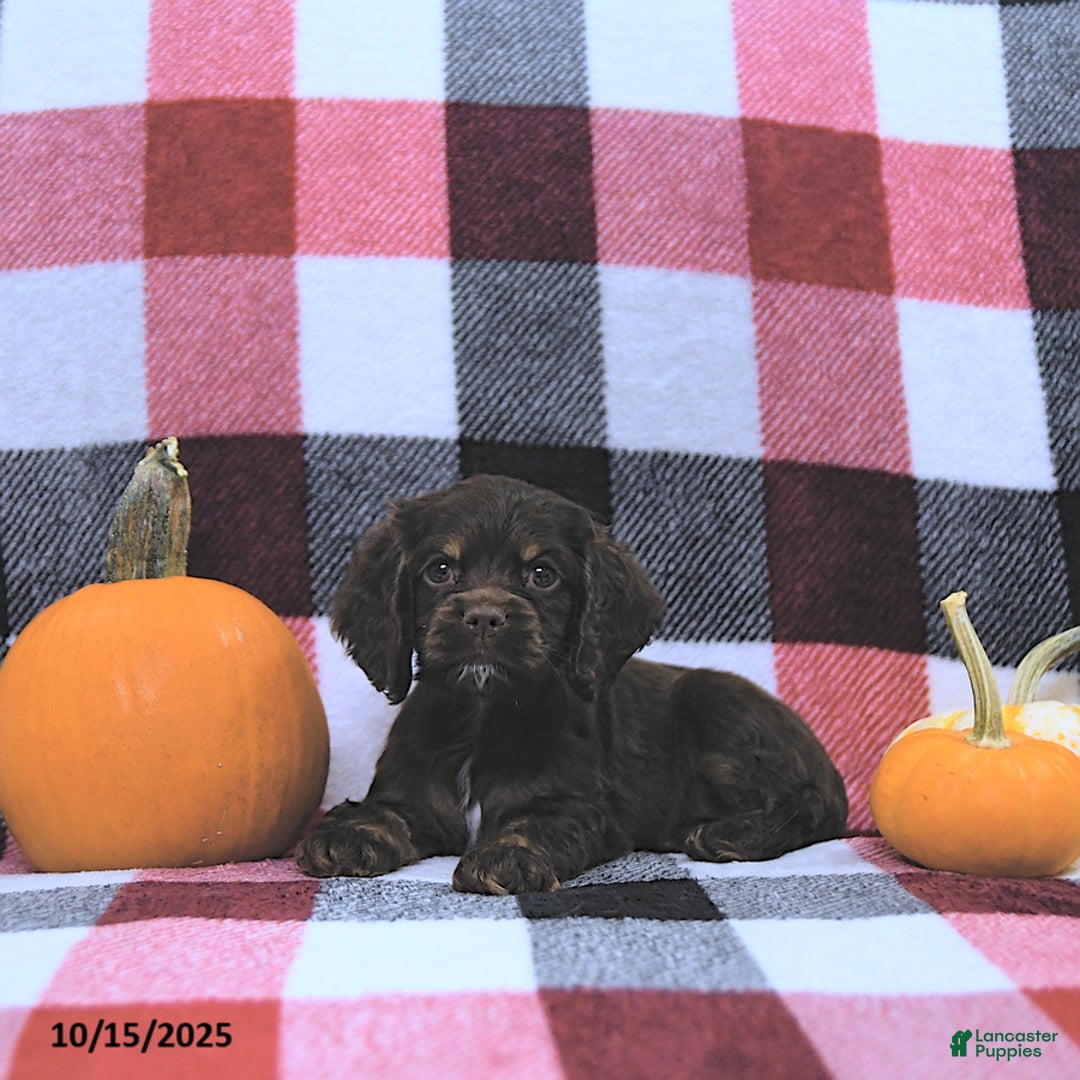 Cocker Spaniel dogs for sale: Mavis - Ad 7