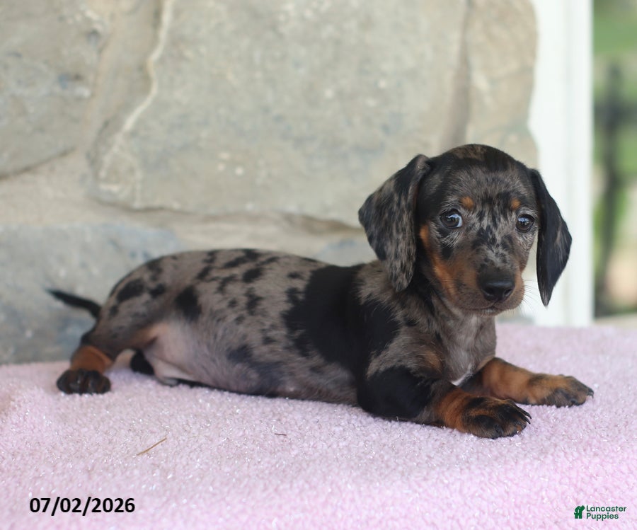 Miniature Dachshund dogs Carson - Ad 1