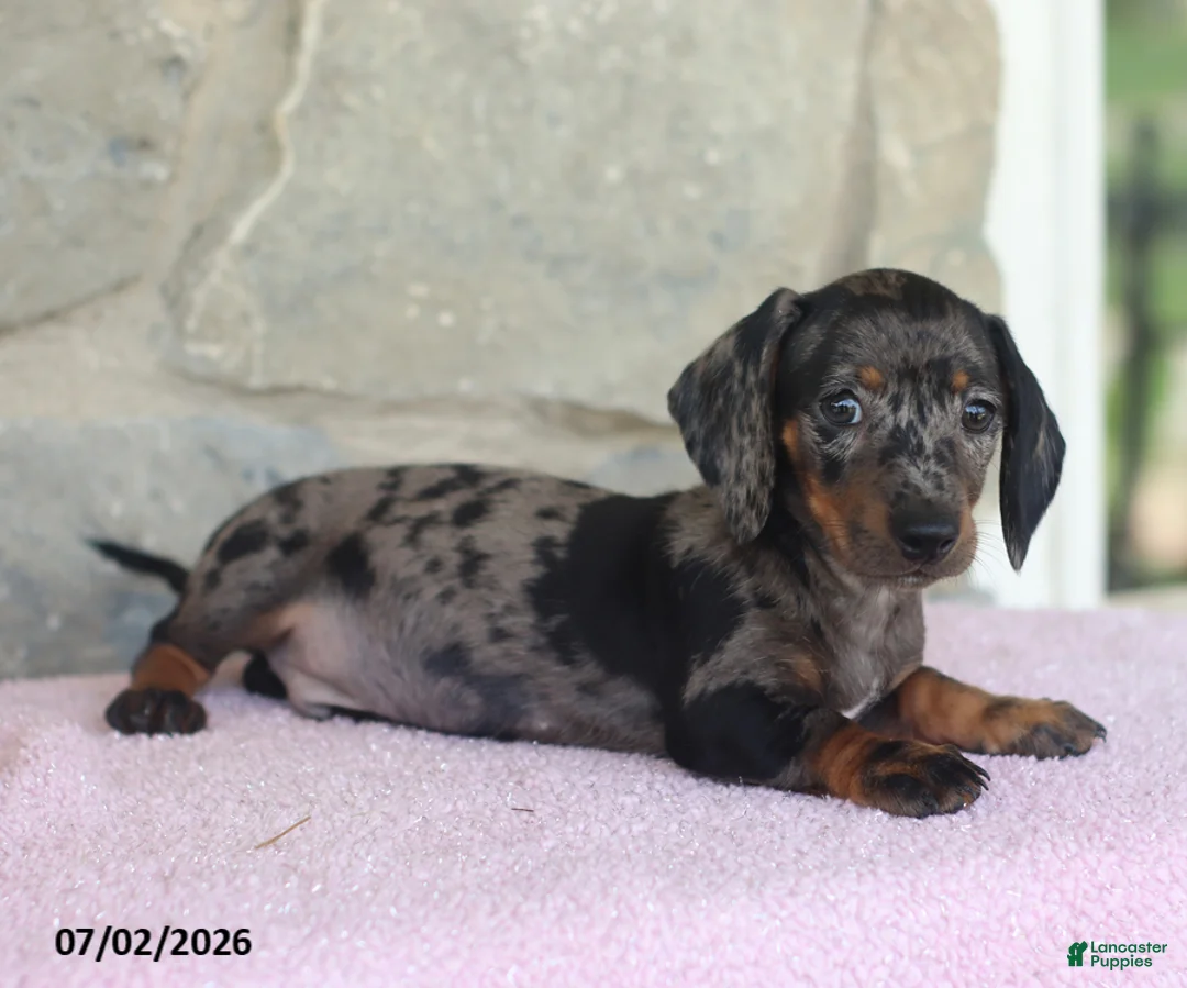 Miniature Dachshund dogs for sale: Carson - Ad 1