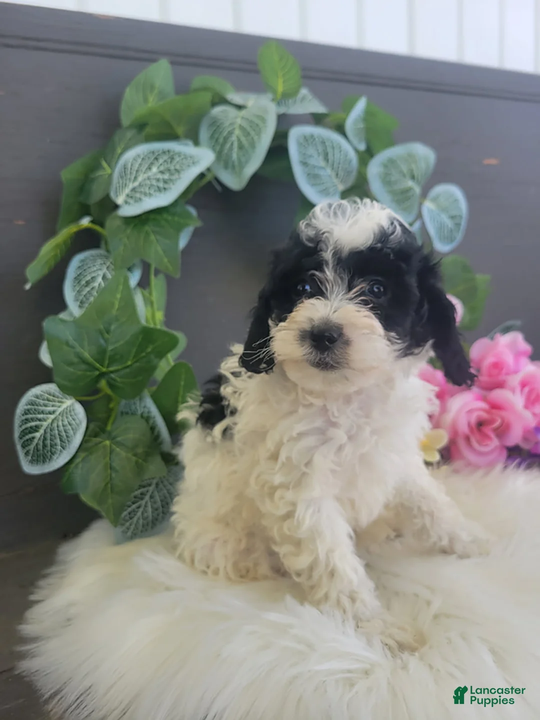 Bichpoo dogs for sale: Miss Patty - Ad 4