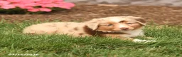 Miniature Australian Shepherd dogs for sale: Vanessa - Ad 4