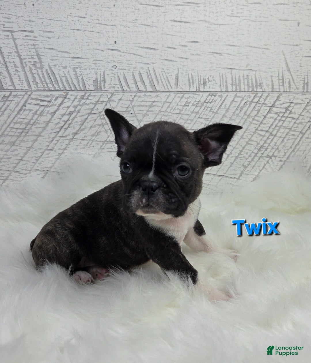 Frenchton dogs for sale: Twix - Ad 1