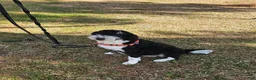 Mini Bernedoodle dogs for sale: F1b Carl - Ad 5