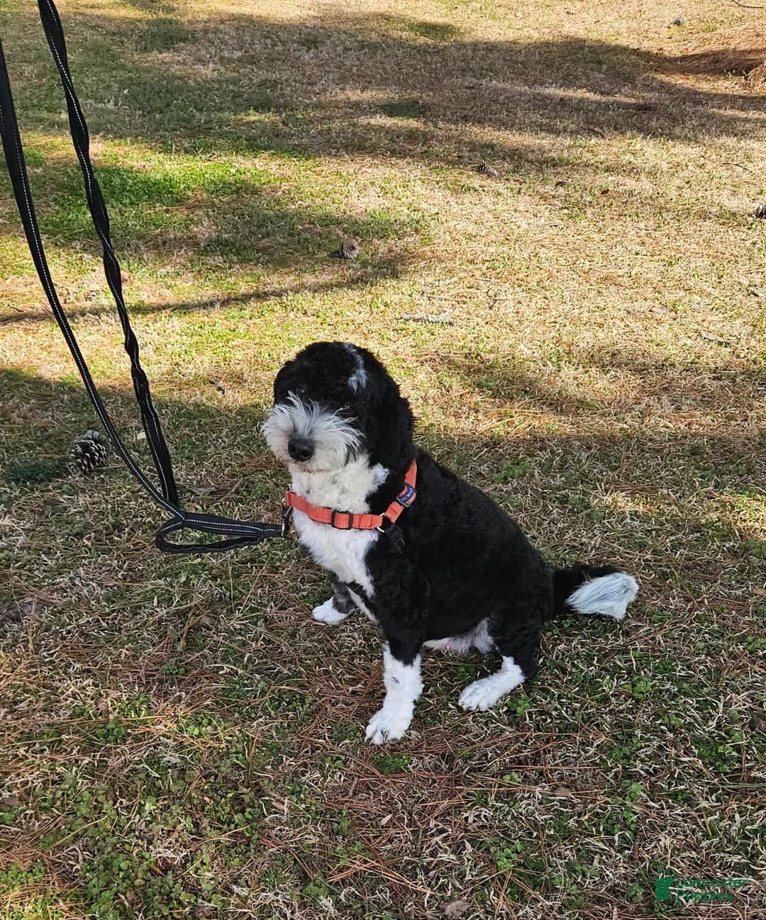Mini Bernedoodle dogs for sale: F1b Carl - Ad 5