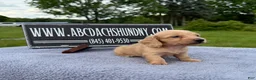 Miniature Dachshund dogs for sale: South African AKC Carrie’s Choc CR - Ad 12