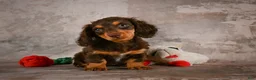 Miniature Dachshund dogs for sale: Sophie - Ad 7