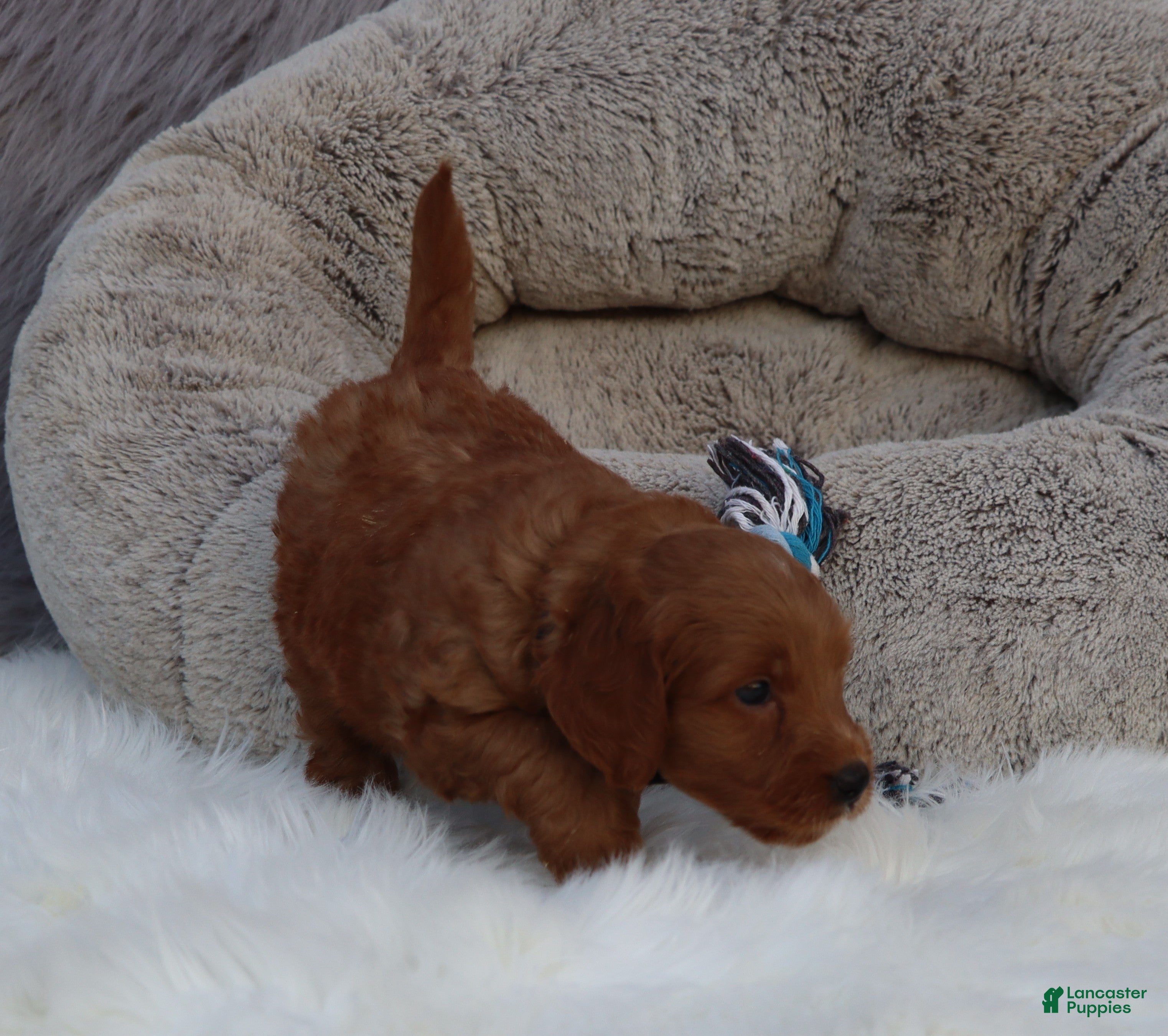 Mini Goldendoodle dogs Mason 💙 GenClearParents - Ad 1