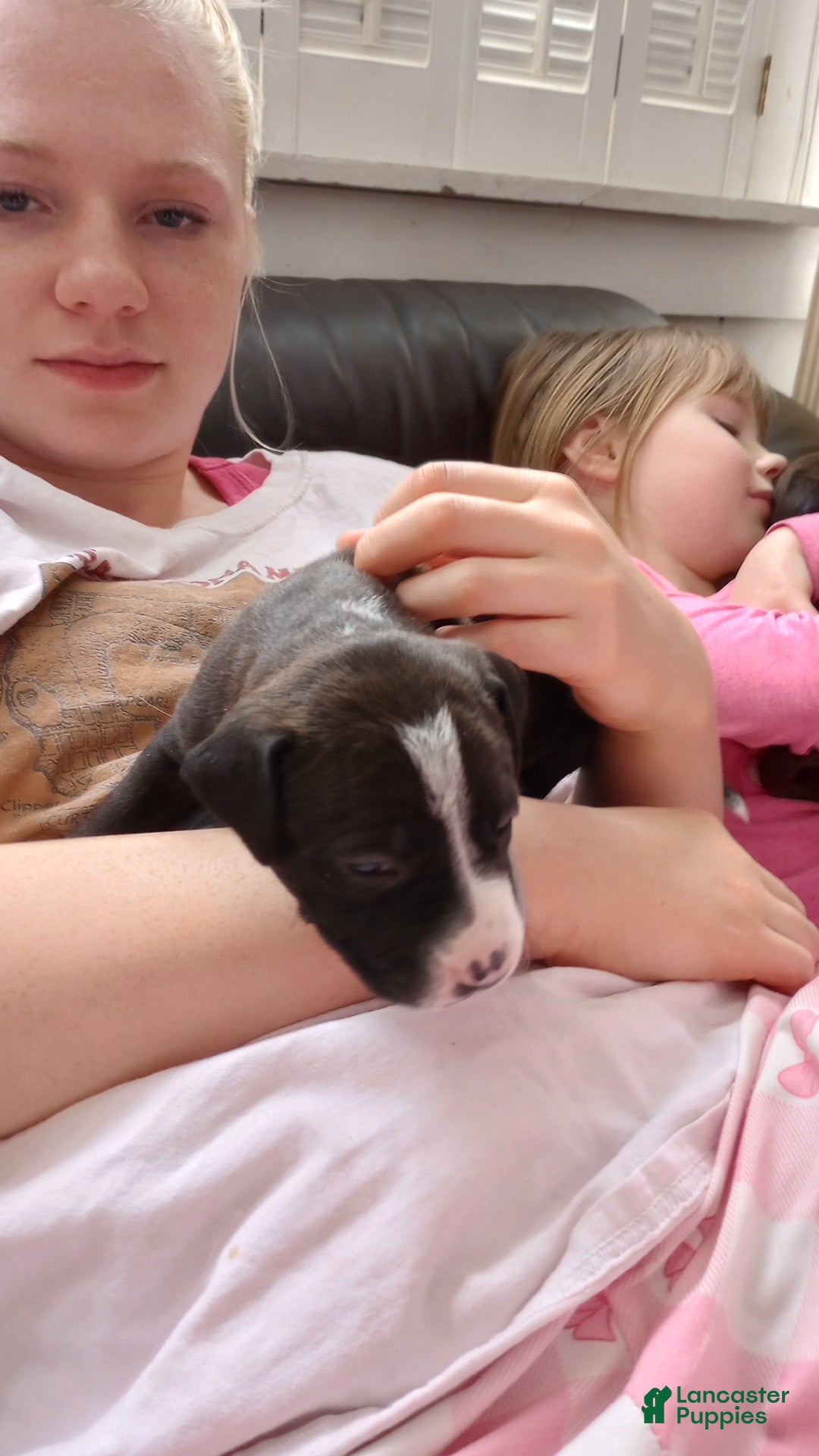 American Bully dogs Amit Elor - Ad 17