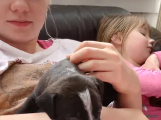 American Bully dogs Amit Elor - Ad 17