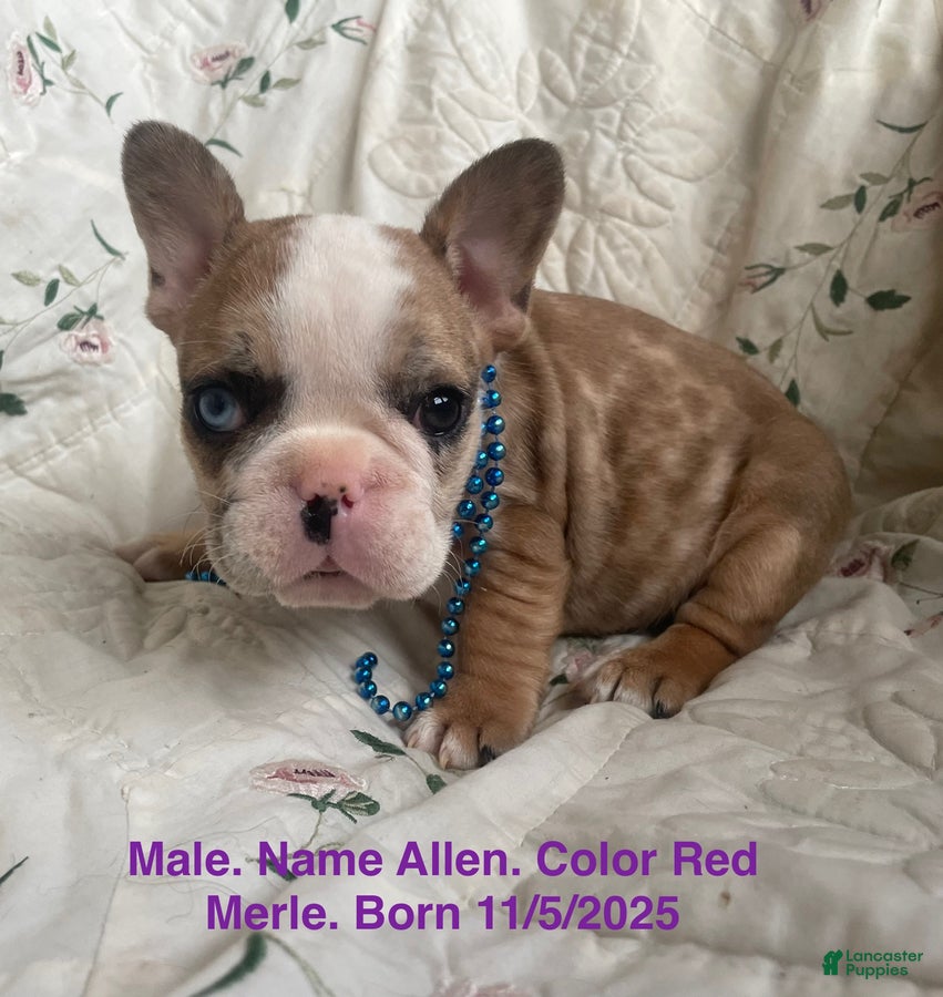 French Bulldog dogs Allen - Ad 30