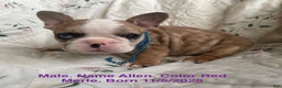 French Bulldog dogs for sale: Allen - Ad 1