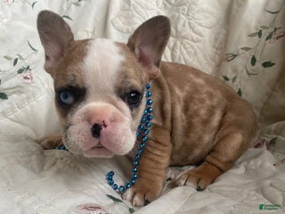 French Bulldog dogs Allen - Ad 20