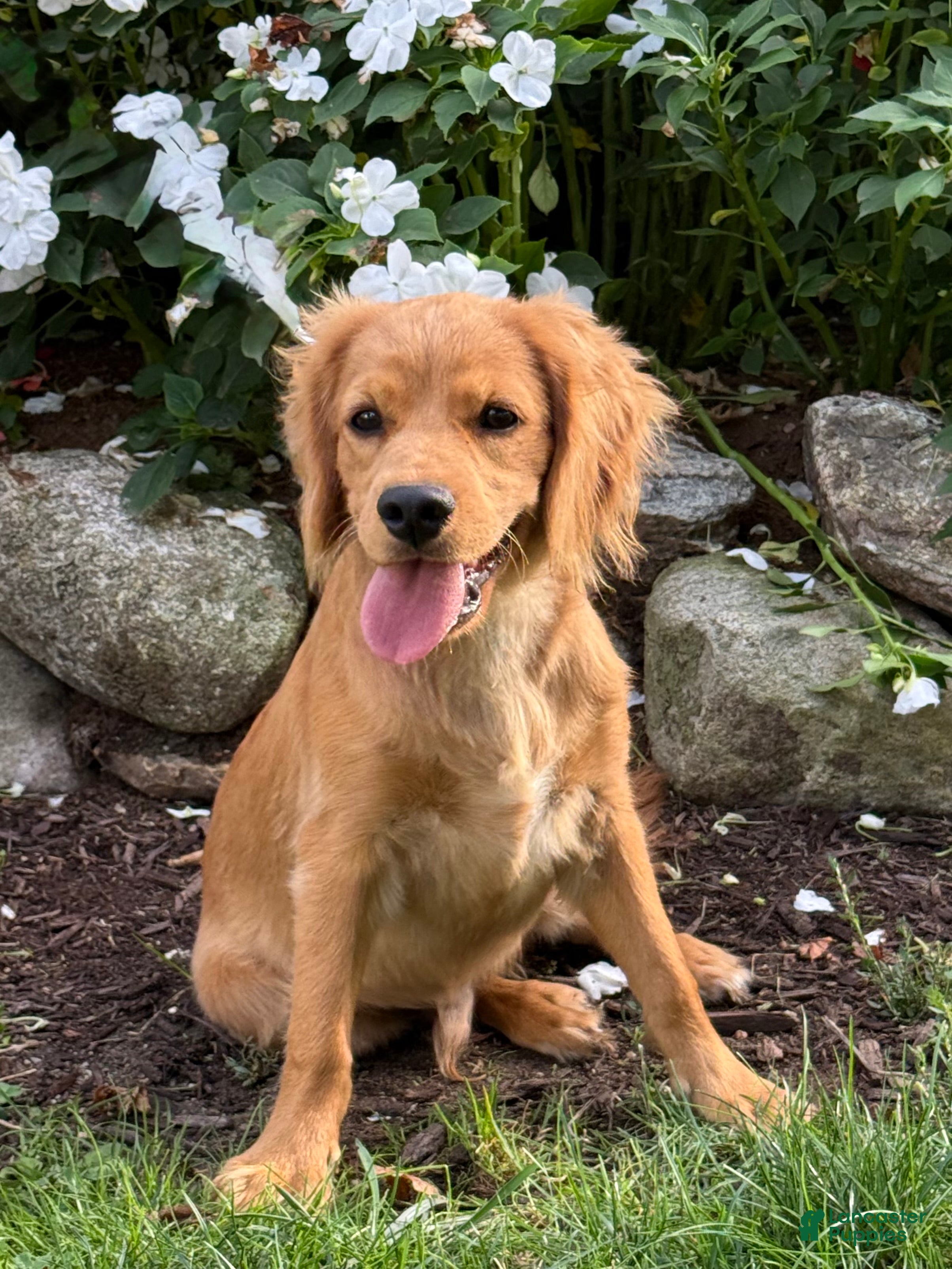Cavapoo dogs Marshall Cavapoo Puppy  - Ad 1