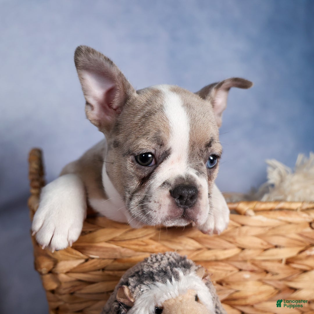 Frenchton dogs for sale: NORA - Ad 18